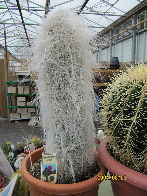 Crested Old Man Cactus